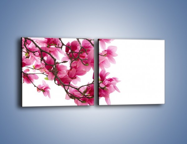 Obraz na płótnie – Kwiat wiśni na drzewie – dwuczęściowy kwadratowy poziomy K003
