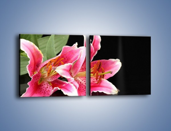 Obraz na płótnie – Rozwinięte lilie na czarnym tle – dwuczęściowy kwadratowy poziomy K007