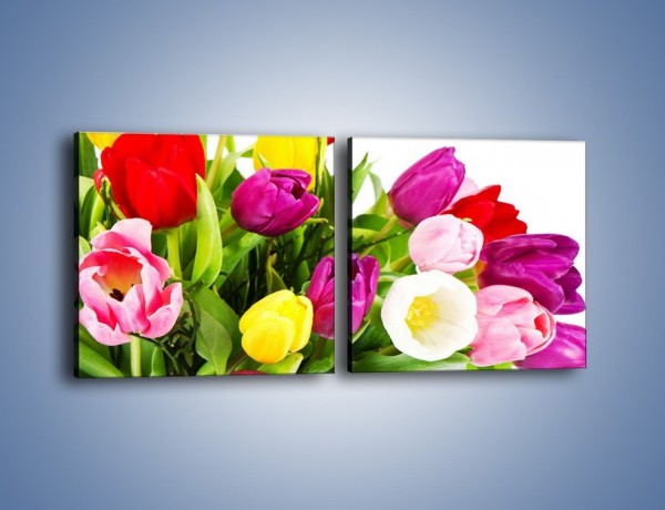 Obraz na płótnie – Kolorowe tulipany w pęku – dwuczęściowy kwadratowy poziomy K023