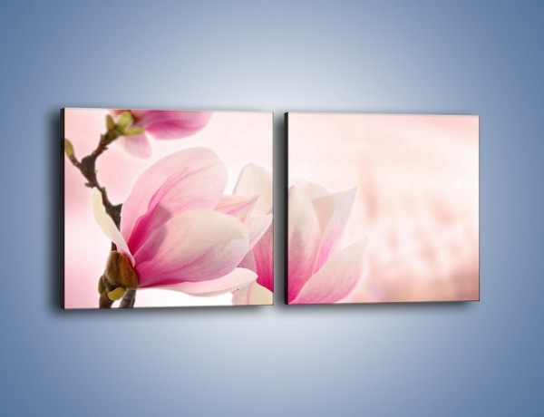 Obraz na płótnie – W pół rozwinięte biało-różowe magnolie – dwuczęściowy kwadratowy poziomy K033