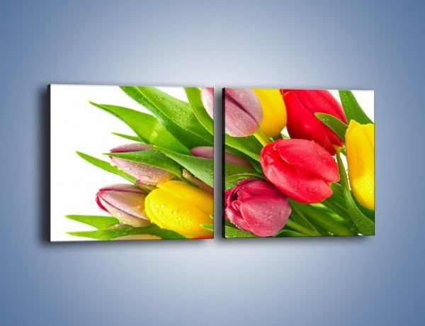 Obraz na płótnie – Kropelki wody na kolorowych tulipanach – dwuczęściowy kwadratowy poziomy K049