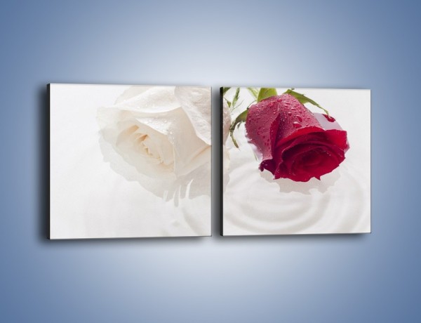 Obraz na płótnie – Róża biała czy czerwona – dwuczęściowy kwadratowy poziomy K077