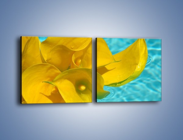 Obraz na płótnie – Żółte kalie na wodzie – dwuczęściowy kwadratowy poziomy K082