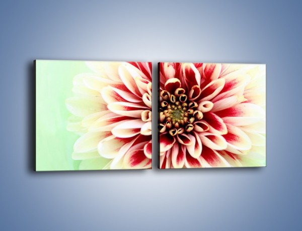 Obraz na płótnie – Rozwinięty jasny kwiat dalii – dwuczęściowy kwadratowy poziomy K098