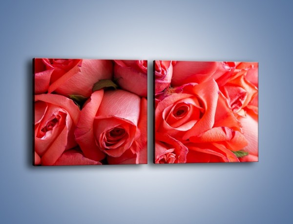 Obraz na płótnie – Tylko widoczne róże – dwuczęściowy kwadratowy poziomy K1004