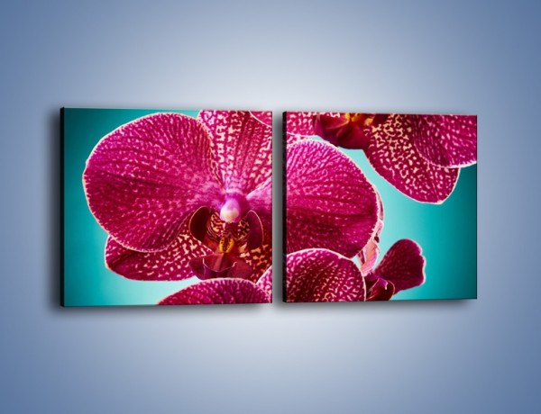 Obraz na płótnie – Płaty kwiatów i niebieskie tło – dwuczęściowy kwadratowy poziomy K1019