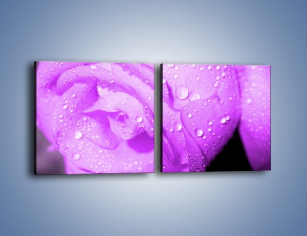 Obraz na płótnie – Jasno fioletowe skropione płatki – dwuczęściowy kwadratowy poziomy K1020