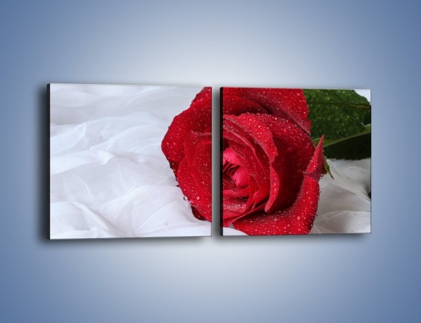 Obraz na płótnie – Bordowa róża na białej pościeli – dwuczęściowy kwadratowy poziomy K1023