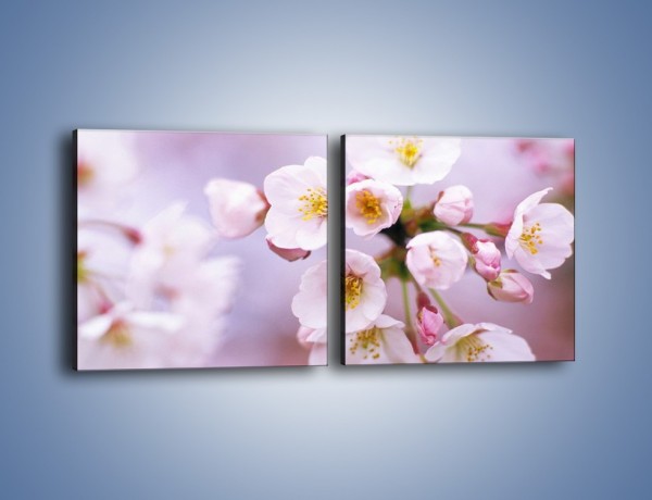 Obraz na płótnie – Gałązka kwiatów jabłoni – dwuczęściowy kwadratowy poziomy K102