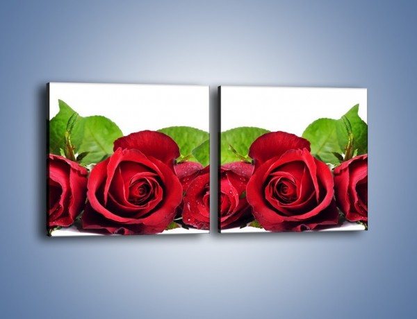 Obraz na płótnie – Pięknie ułożone róże – dwuczęściowy kwadratowy poziomy K108