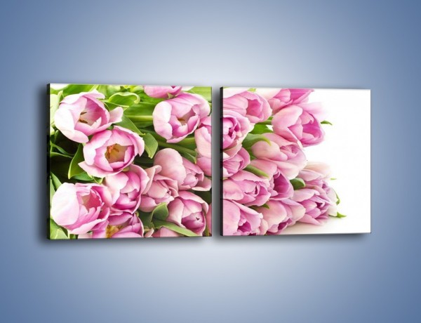 Obraz na płótnie – Ścięte tulipany w bieli – dwuczęściowy kwadratowy poziomy K110