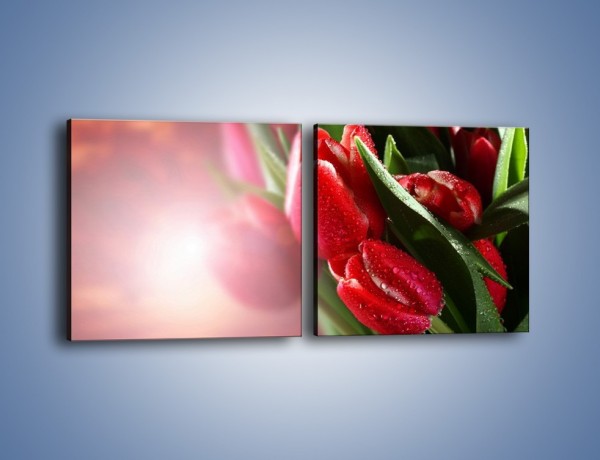 Obraz na płótnie – Ulewa nie straszna tulipanom – dwuczęściowy kwadratowy poziomy K113