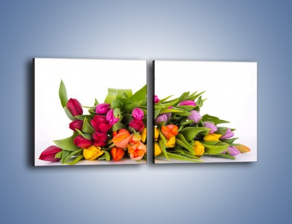 Obraz na płótnie – Kolorowe tulipany pełne luzu – dwuczęściowy kwadratowy poziomy K117