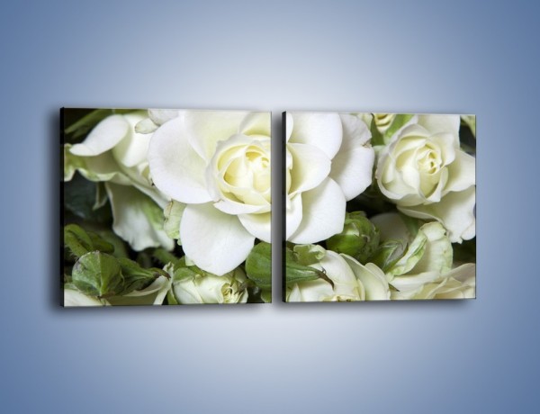 Obraz na płótnie – Białe róże na stole – dwuczęściowy kwadratowy poziomy K131