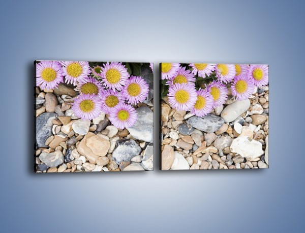 Obraz na płótnie – Kolorowe kamienie czy małe kwiatuszki – dwuczęściowy kwadratowy poziomy K146