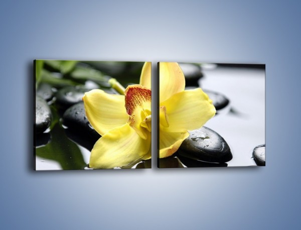 Obraz na płótnie – Żółty kwiat na mokrych kamieniach – dwuczęściowy kwadratowy poziomy K155