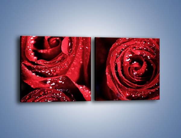 Obraz na płótnie – Róża czerwona jak wino – dwuczęściowy kwadratowy poziomy K170