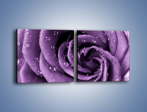 Obraz na płótnie – Głęboki fiolet zachowany w róży – dwuczęściowy kwadratowy poziomy K177