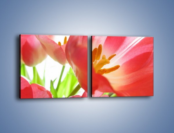 Obraz na płótnie – Rozwinięty tulipan w słońcu – dwuczęściowy kwadratowy poziomy K188