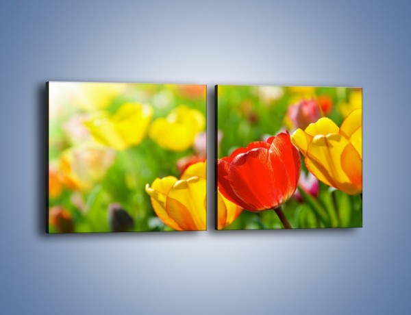 Obraz na płótnie – Wiosenne piękno w tulipanach – dwuczęściowy kwadratowy poziomy K213