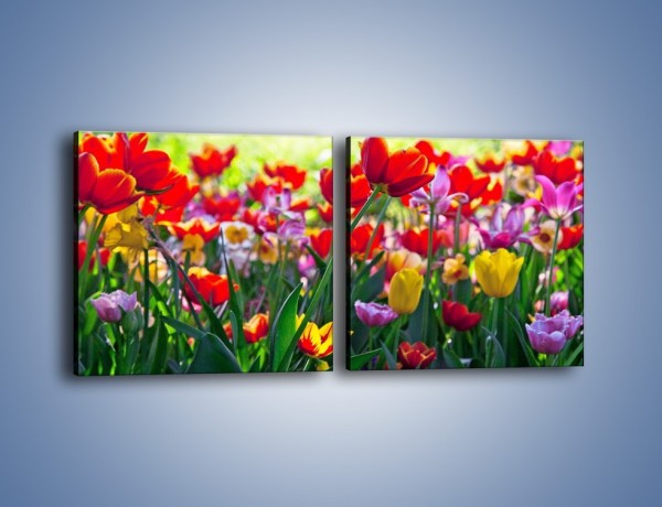 Obraz na płótnie – Odpoczynek wśród tulipanów – dwuczęściowy kwadratowy poziomy K218