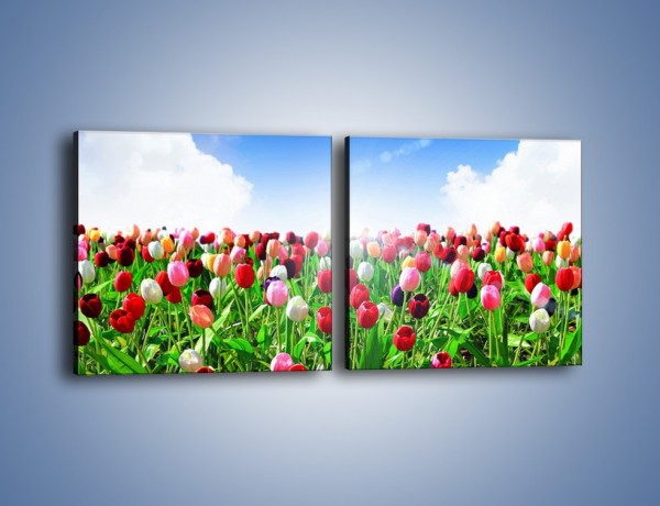 Obraz na płótnie – Droga do nieba z tulipanami – dwuczęściowy kwadratowy poziomy K219
