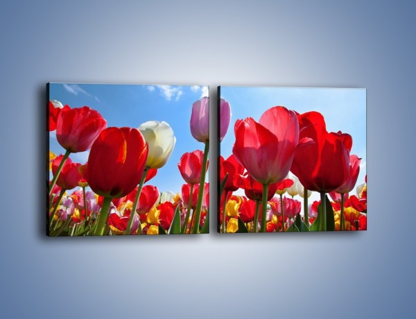 Obraz na płótnie – Kolorowy zawrót głowy z tulipanami – dwuczęściowy kwadratowy poziomy K221