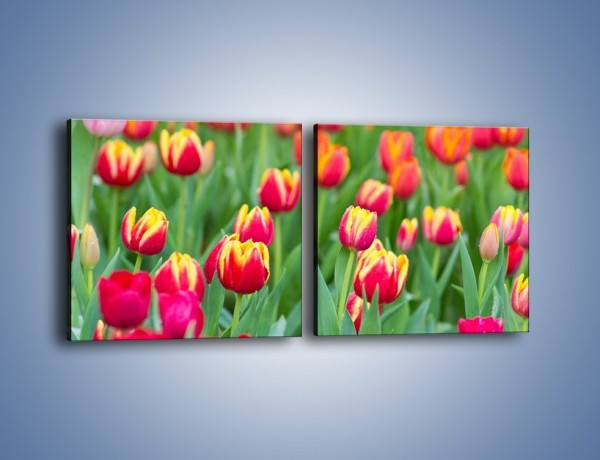 Obraz na płótnie – Spacer wśród czerwonych tulipanów – dwuczęściowy kwadratowy poziomy K231