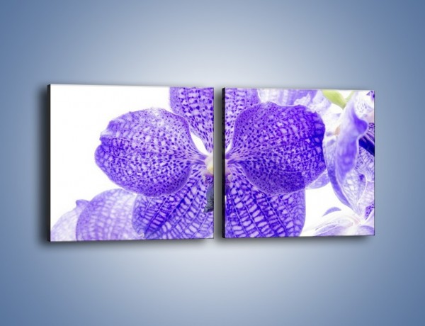 Obraz na płótnie – Jasny fiolet rządzi w kwiatach – dwuczęściowy kwadratowy poziomy K259