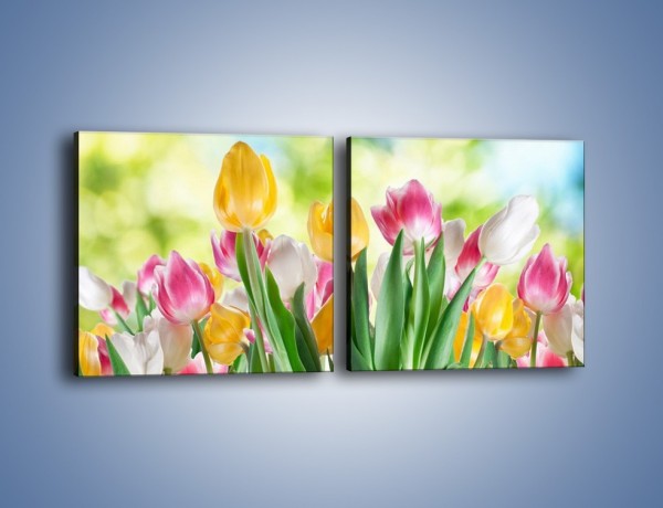 Obraz na płótnie – Tulipany pełne radości – dwuczęściowy kwadratowy poziomy K278