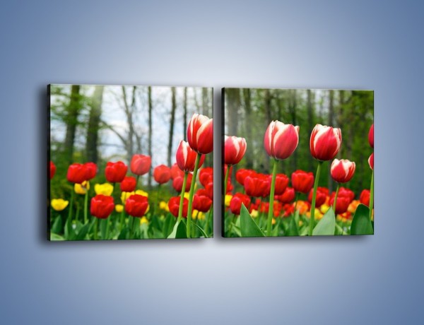 Obraz na płótnie – Leśna polana pełna tulipanów – dwuczęściowy kwadratowy poziomy K319