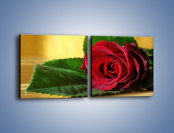 Obraz na płótnie – Róża w domowym zaciszu – dwuczęściowy kwadratowy poziomy K339