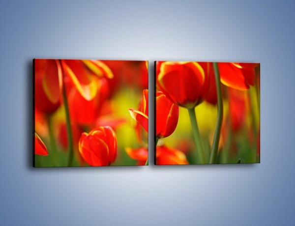 Obraz na płótnie – Wyraźny charakter tulipanów – dwuczęściowy kwadratowy poziomy K349