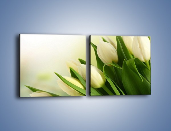 Obraz na płótnie – Białe tulipany na zgodę – dwuczęściowy kwadratowy poziomy K400