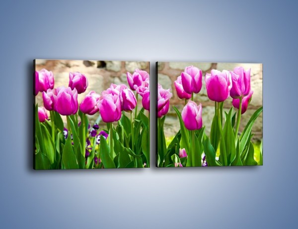 Obraz na płótnie – Tulipany w domowym ogródku – dwuczęściowy kwadratowy poziomy K409