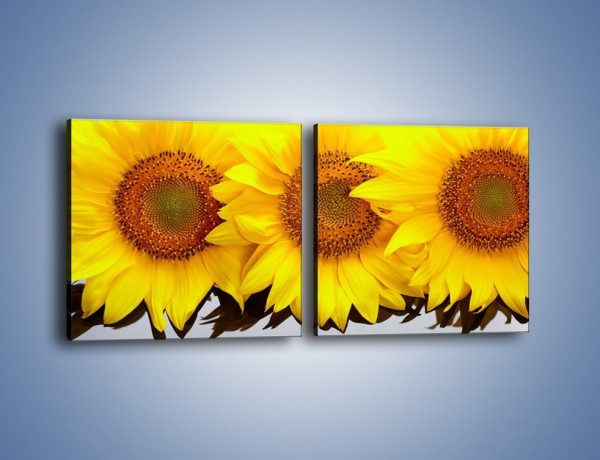 Obraz na płótnie – Najpiękniejsza odsłona słoneczników – dwuczęściowy kwadratowy poziomy K416
