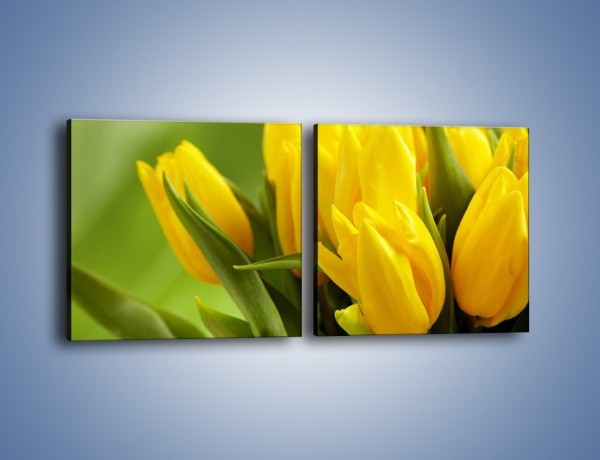 Obraz na płótnie – Słońce schowane w tulipanach – dwuczęściowy kwadratowy poziomy K424