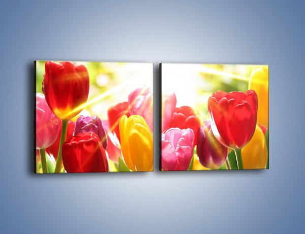 Obraz na płótnie – Bajecznie słoneczne tulipany – dwuczęściowy kwadratowy poziomy K428