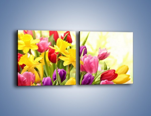 Obraz na płótnie – Żonkile wśród tulipanów – dwuczęściowy kwadratowy poziomy K430