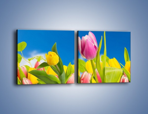 Obraz na płótnie – Kolorowe tulipany w bajkowej oprawie – dwuczęściowy kwadratowy poziomy K431