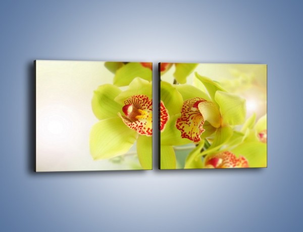 Obraz na płótnie – Limonkowy kwiat – dwuczęściowy kwadratowy poziomy K447