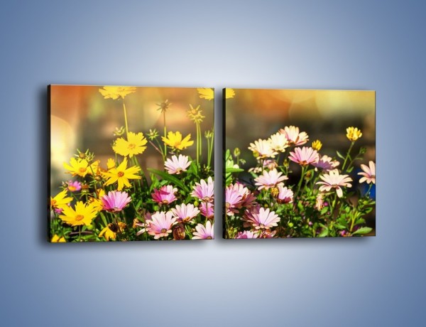 Obraz na płótnie – Polne kwiaty z uśmiechem – dwuczęściowy kwadratowy poziomy K456