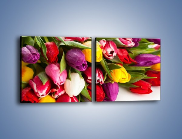Obraz na płótnie – Spokój i luz zachowany w tulipanach – dwuczęściowy kwadratowy poziomy K538