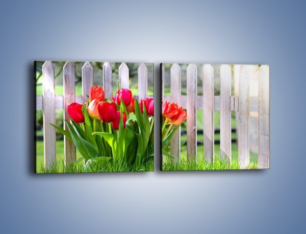 Obraz na płótnie – Tulipanki przy płocie – dwuczęściowy kwadratowy poziomy K554
