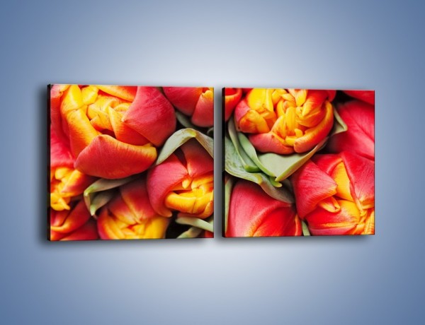 Obraz na płótnie – Tulipany papuzie – dwuczęściowy kwadratowy poziomy K573