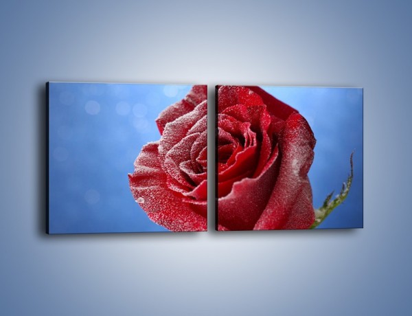 Obraz na płótnie – Róża w chłodne dni – dwuczęściowy kwadratowy poziomy K597