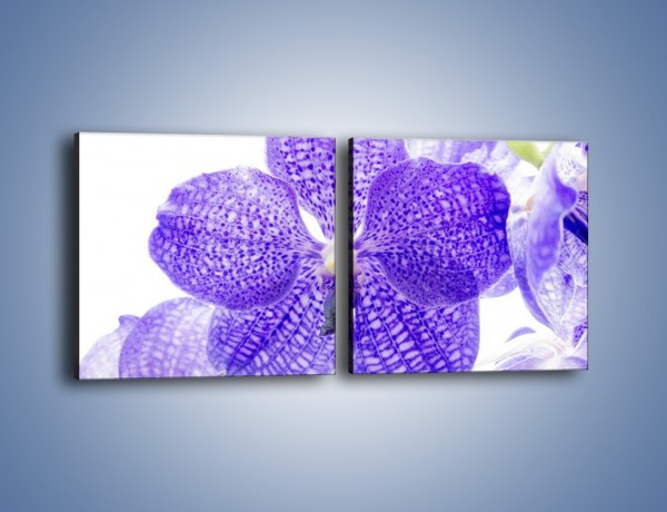 Obraz na płótnie – Kwiaty niczym owocowe cukierki – dwuczęściowy kwadratowy poziomy K601