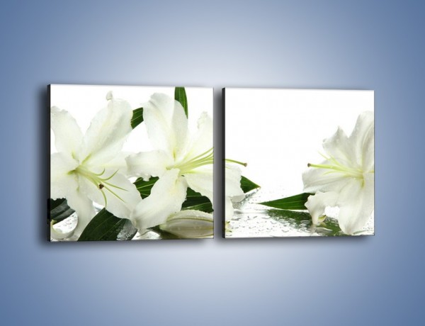Obraz na płótnie – Czysta biel kwiatów – dwuczęściowy kwadratowy poziomy K633