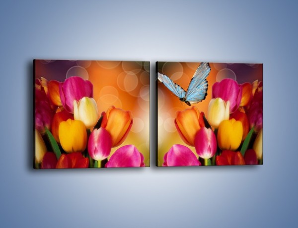 Obraz na płótnie – Motyl wśród tulipanów – dwuczęściowy kwadratowy poziomy K635