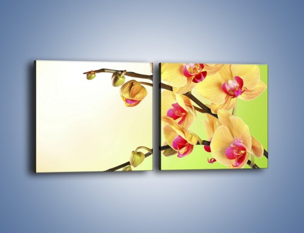 Obraz na płótnie – Kwiat na limonkowym tle – dwuczęściowy kwadratowy poziomy K650